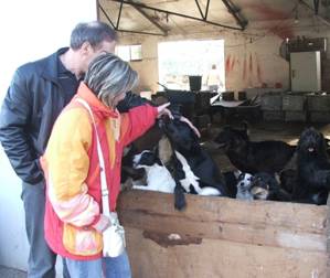 fehérváriak 01.jpg